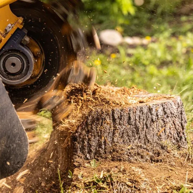 Stump Grinding & Removal